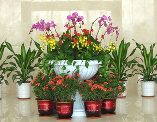 植物租擺對室內環境的影響