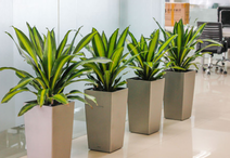 綠植租賃的區別