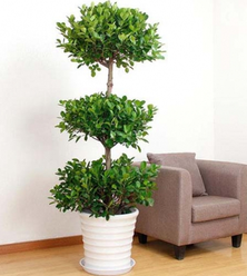 綠植租賃能為消費者帶來哪些服務？